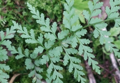 Cystopteris fragilis
