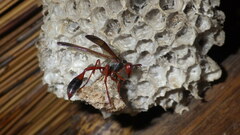 Belonogaster