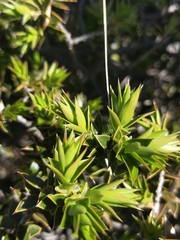 Melaleuca styphelioides
