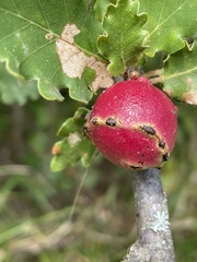 Andricus quercustozae