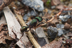 Rhytidoponera metallica