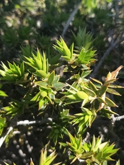Melaleuca styphelioides