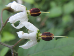 Solanum lyratum