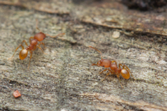 Pheidole