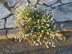 Heliotropium hirsutissimum