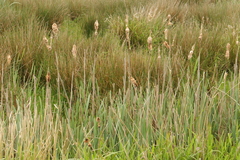 Typha latifolia