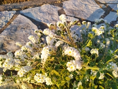 Heliotropium hirsutissimum