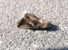 Macdunnoughia confusa