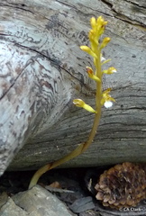 Corallorhiza maculata occidentalis