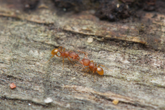 Pheidole
