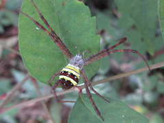 Argiope minuta