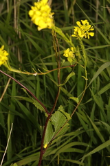 Rhamphospermum arvense