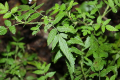 Rubus rosifolius