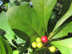 Lindera erythrocarpa