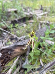 Caladenia toxochila