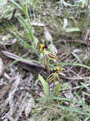 Caladenia toxochila