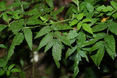 Rubus rosifolius