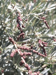 Atriplex cinerea