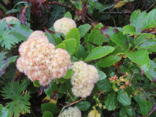 Hylotelephium sordidum iNat (1)
