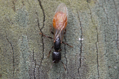 Crematogaster