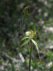 Caladenia citrina