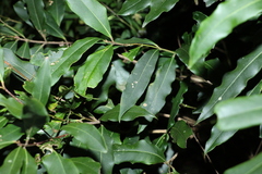 Syzygium ingens