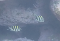 Abudefduf vaigiensis