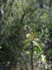 Caladenia citrina