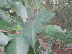 Maclura tricuspidata