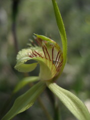 Caladenia citrina