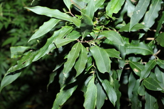 Syzygium ingens