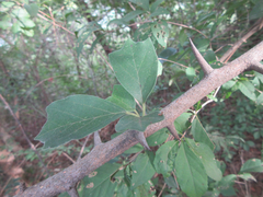 Maclura tricuspidata