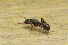 Rhytidoponera victoriae