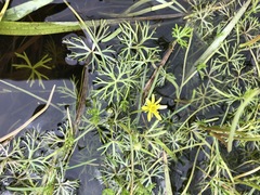 Ranunculus inundatus