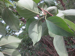 Maclura tricuspidata