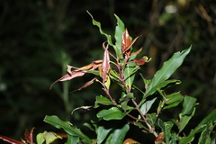 Syzygium ingens
