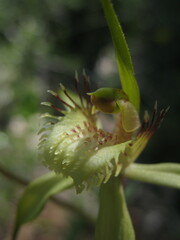 Caladenia citrina