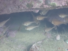 Pempheris compressa
