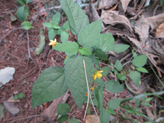 Corchoropsis tomentosa