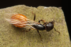Crematogaster