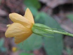 Corchoropsis tomentosa