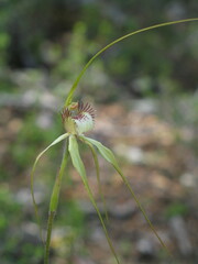 Caladenia citrina