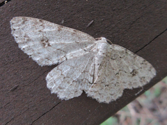 Ectropis crepuscularia