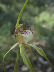 Caladenia citrina
