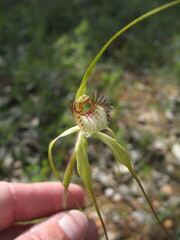 Caladenia citrina