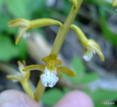 Corallorhiza maculata occidentalis