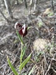 Pterostylis arbuscula