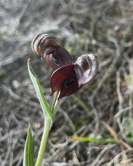 Pterostylis arbuscula