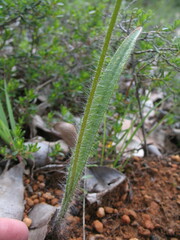 Caladenia citrina
