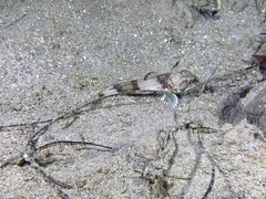 Chitonotus pugetensis